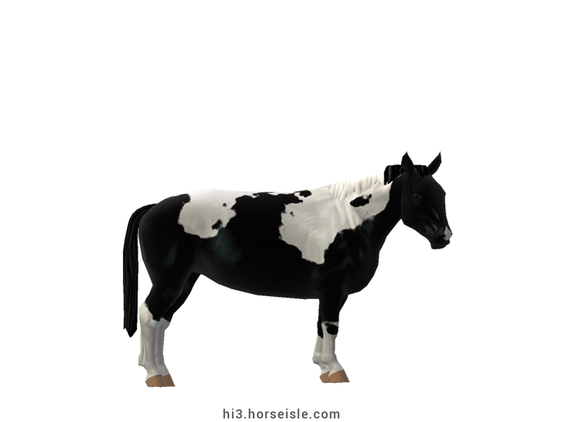 Cow-pony Holstein Coal Black Tobiano Coat